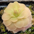Pinguicula 'Sethos' butterwort, a rounded rosette of pale yellow and pink leaves