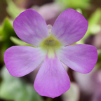 Lilac flower with a yellow-green centre on a Pinguicula sp. Guatemala butterwort