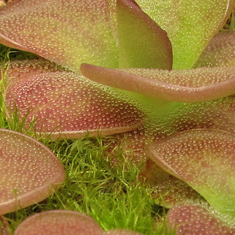 Close-up of red-flushed, gland-dotted leaves of a Pinguicula sp. Guatemala butterwort