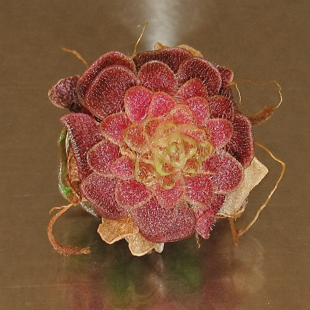 Bare-root Pinguicula sp. Guatemala butterwort, a deep red rosette seen from above