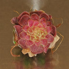 Bare-root Pinguicula sp. Guatemala butterwort, a deep red rosette seen from above