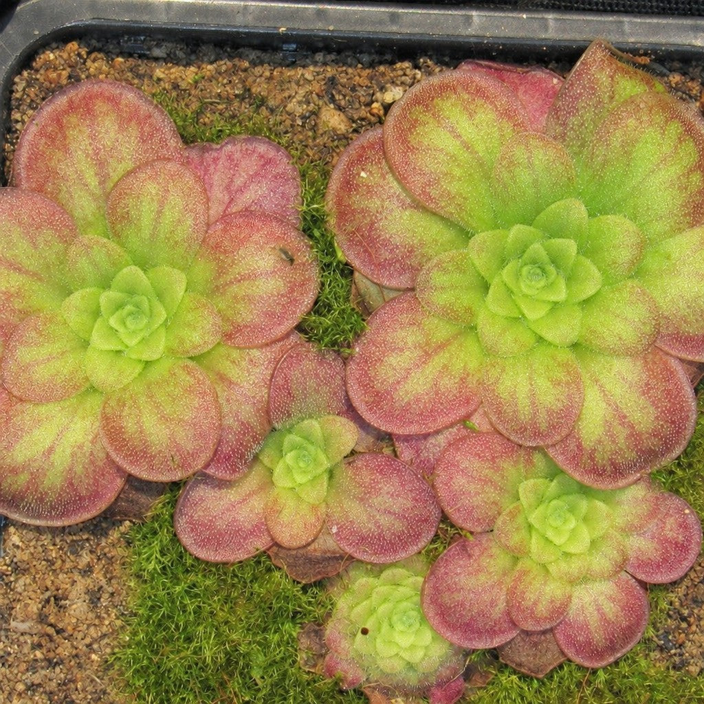 Pinguicula sp. Guatemala butterworts on moss, green rosettes with burgundy-red outer leaves