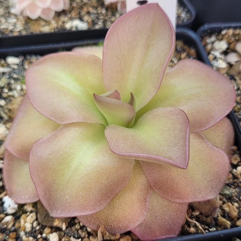 Pinguicula sp. Guatemala butterwort with fleshy green leaves edged in pink