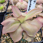 Pinguicula sp. Guatemala butterwort blushing burgundy-purple in a nursery pot