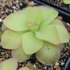 Bright green Pinguicula sp. Guatemala butterwort rosette with small insects caught on the leaves