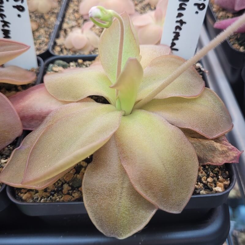 Pinguicula sp. Guatemala butterwort in a labelled pot with long pink-tinged leaves
