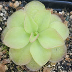 Pinguicula sp. Guatemala butterwort seen from above, a full green rosette