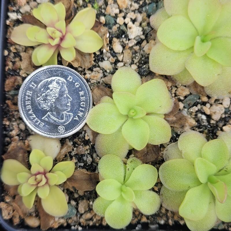 Young Pinguicula sp. Guatemala butterworts beside a coin for scale