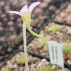 Side view of a Pinguicula sp. Guatemala butterwort flower on a hairy stalk