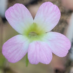 Soft pink-lilac flower of a Pinguicula sp. Guatemala butterwort, white at the throat