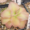 Pinguicula sp. Guatemala butterwort in a pot, broad peach and green leaves
