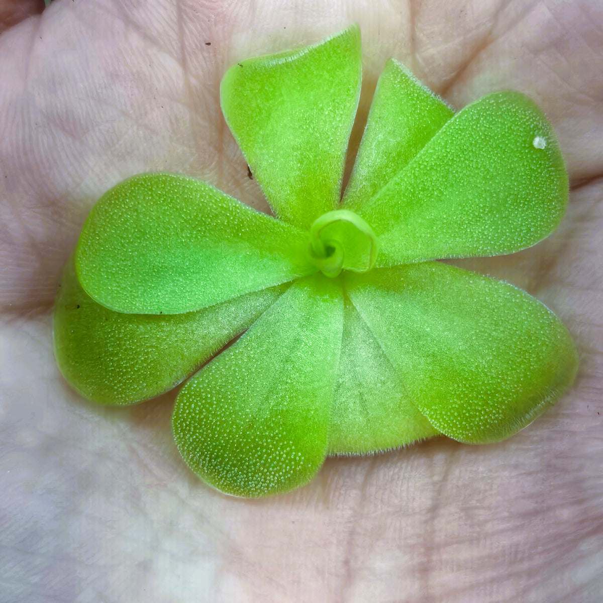 Bare-root Pinguicula 'Tina' butterwort resting on an open hand