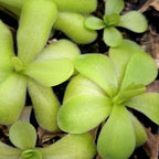 Group of bright green Pinguicula 'Tina' butterworts seen from above