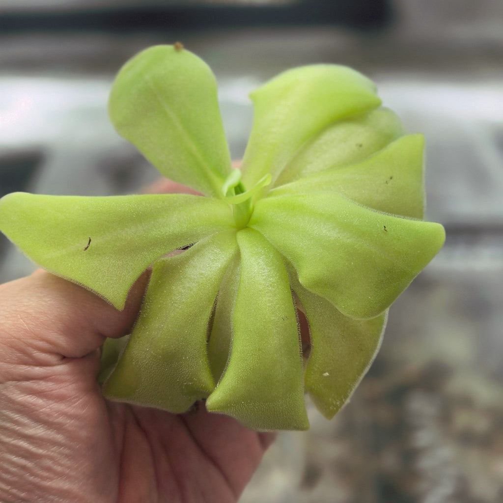 Pinguicula 'Tina' butterwort held in a hand, light green leaves with upturned edges