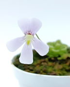 Pinguicula 'Yucca Do 1713' butterwort flowering in a white pot