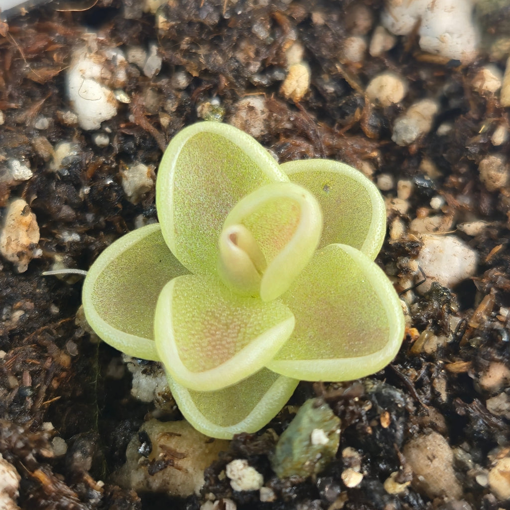 Small Pinguicula 'Yucca Do 1713' butterwort with pale-edged, cupped leaves on dark soil