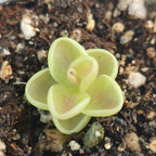Small Pinguicula 'Yucca Do 1713' butterwort with pale-edged, cupped leaves on dark soil