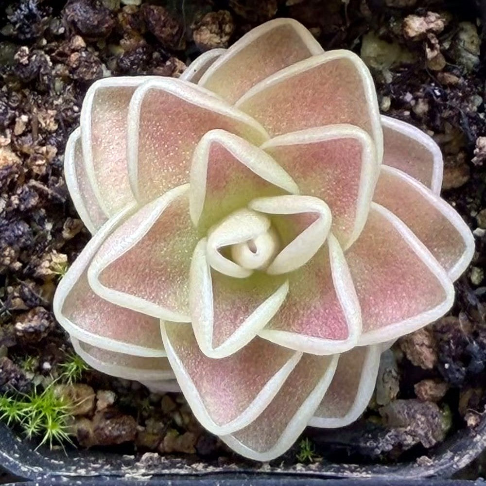 Pinguicula 'Yucca Do 1713' butterwort seen from above, a symmetrical star-shaped rosette of pointed, pink-blushed leaves with bright white rims on gritty soil