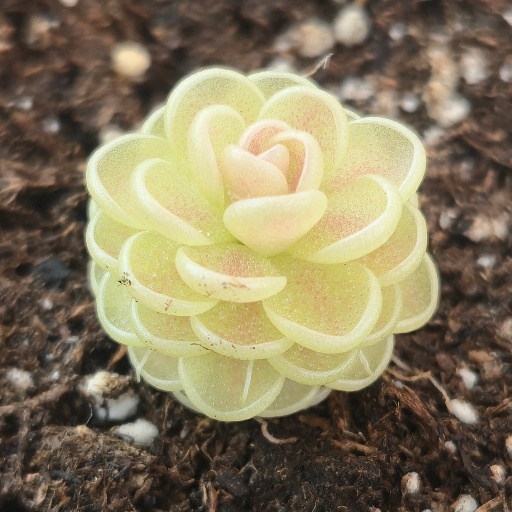 Pinguicula 'Yucca Do 1713' butterwort, a tight pale rosette with curled leaf edges and a pink blush