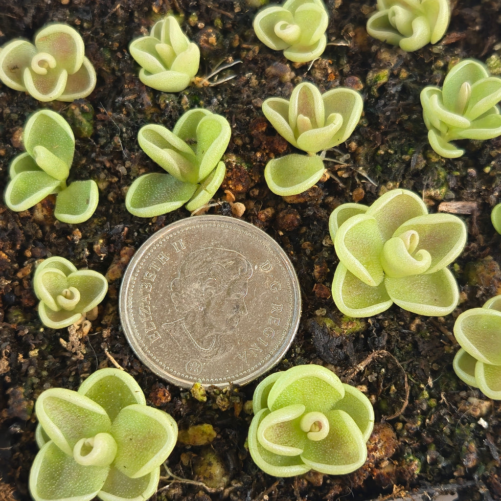 Tiny Pinguicula 'Yucca Do 1713' butterworts around a coin for scale