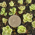Tiny Pinguicula 'Yucca Do 1713' butterworts around a coin for scale