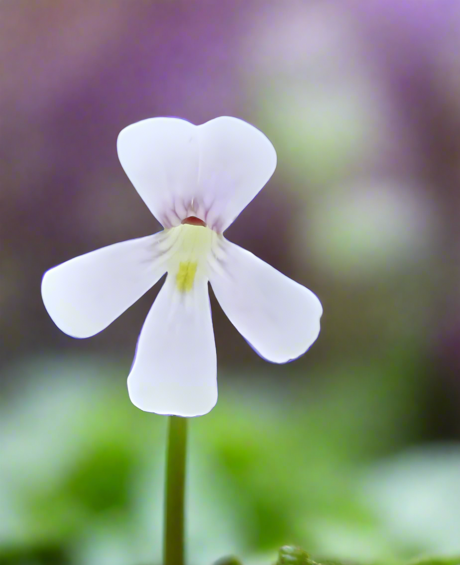 White to pale lilac flower of a Pinguicula 'Yucca Do 1713' butterwort