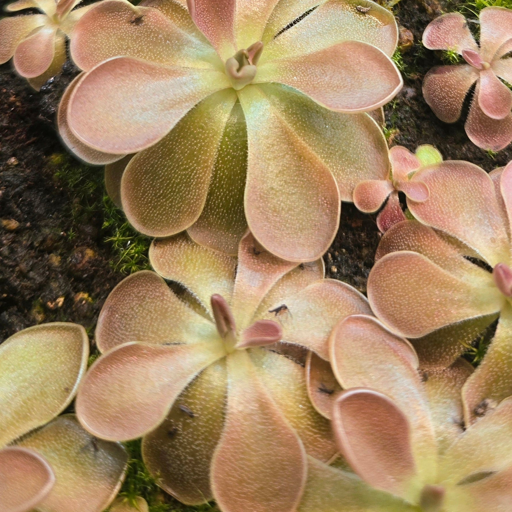 Pinguicula 'Rose' x moranensis
