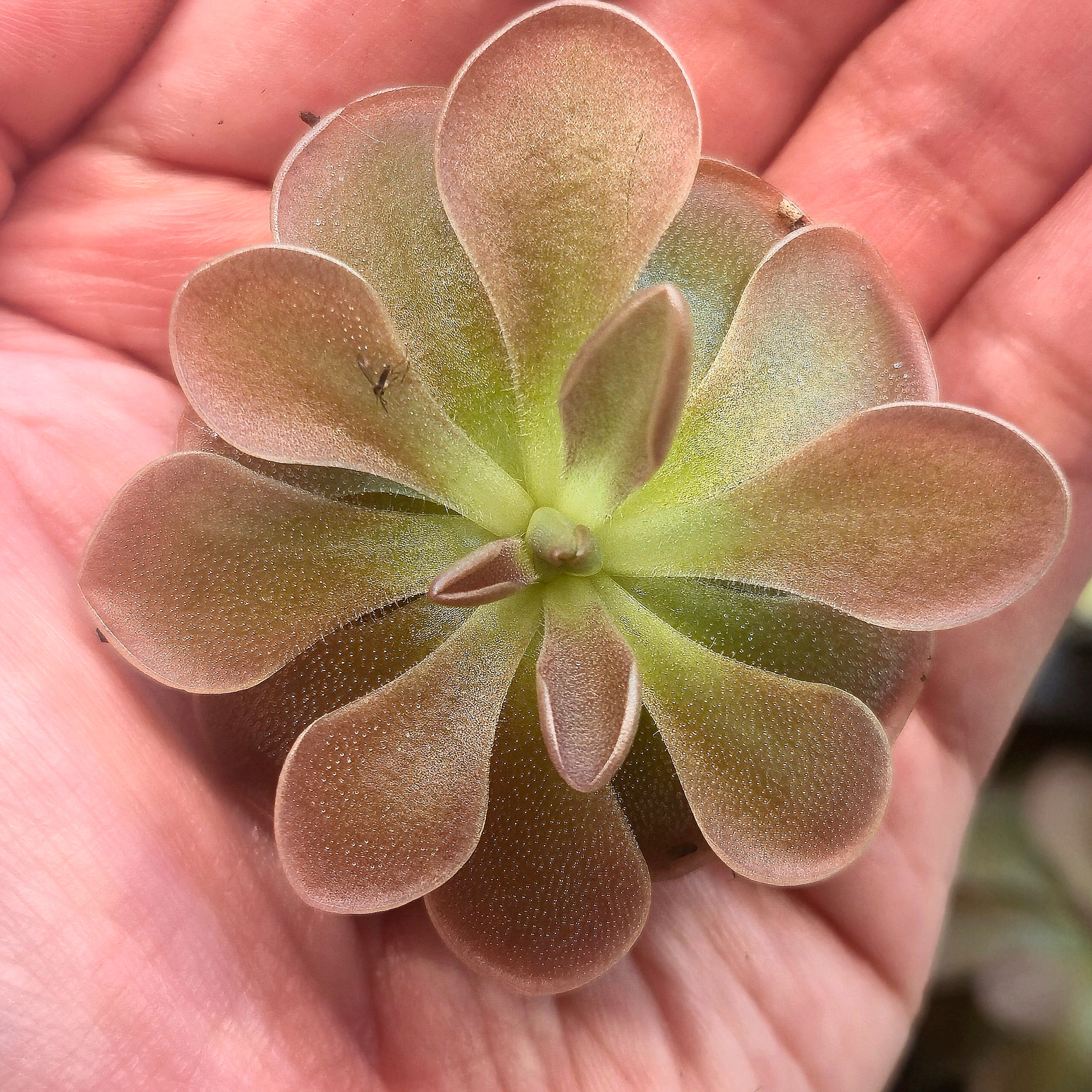 Pinguicula 'Rose' x moranensis