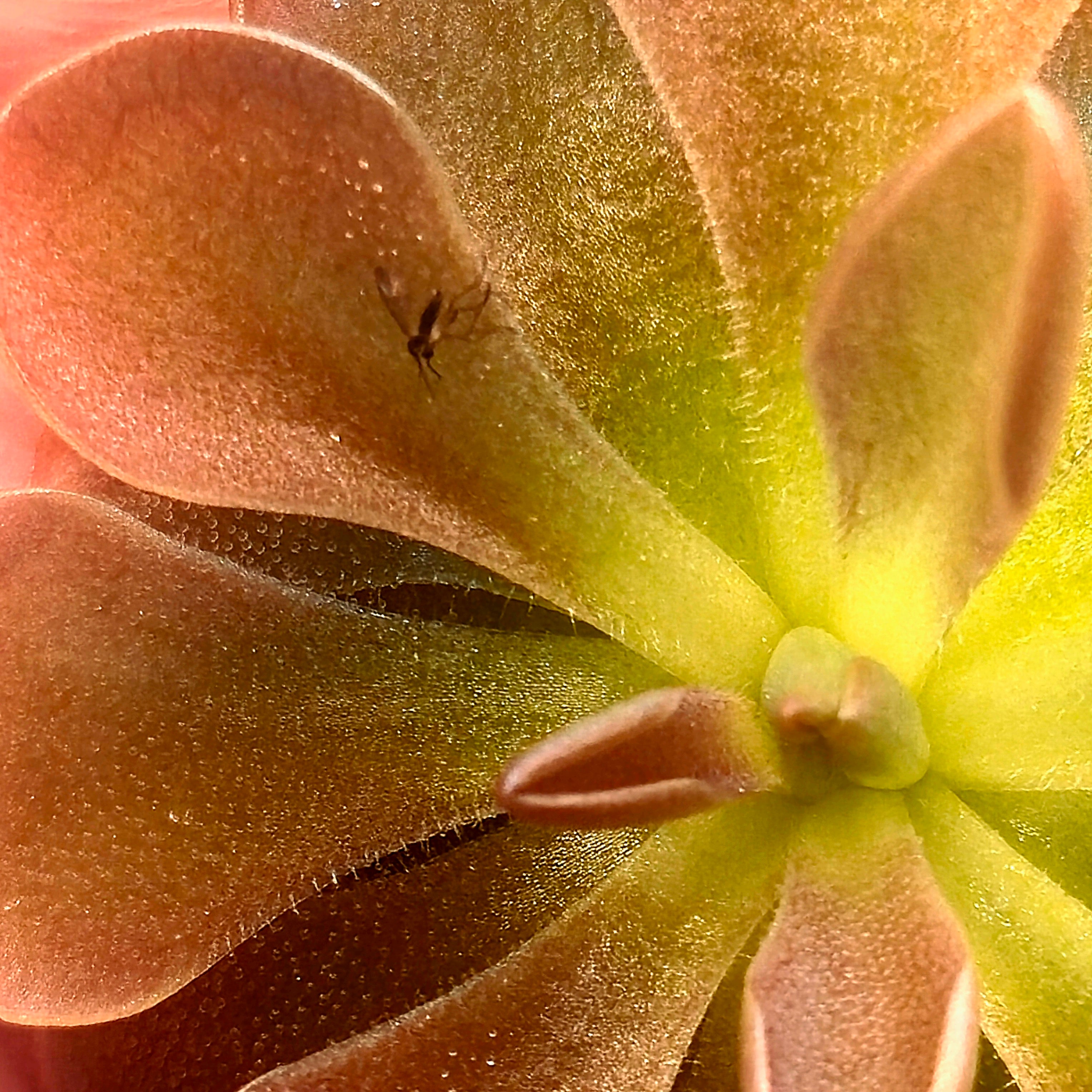 Pinguicula 'Rose' x moranensis