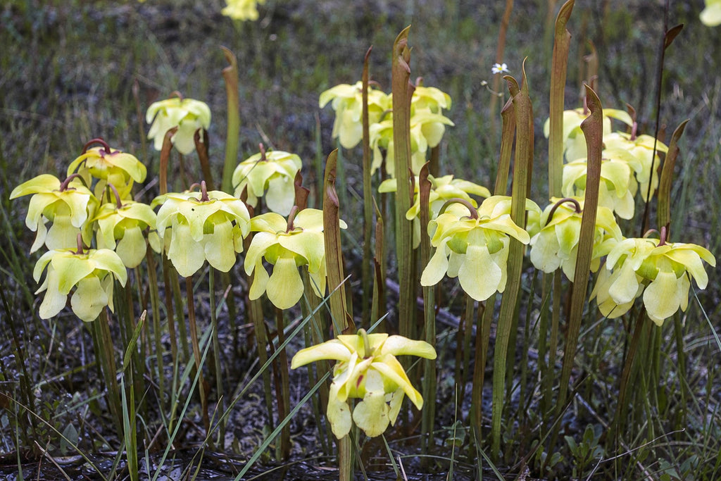 Sarracenia alata pitcher plants in flower in the wild, with pale yellow blooms