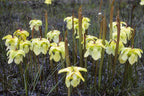 Sarracenia alata pitcher plants in flower in the wild, with pale yellow blooms