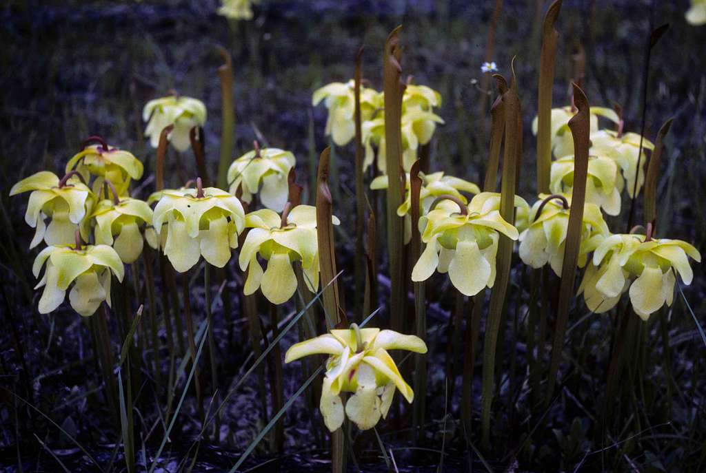 Sarracenia alata (Pale Pitcher Plant)