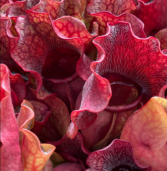 Sarracenia purpurea ssp. venosa