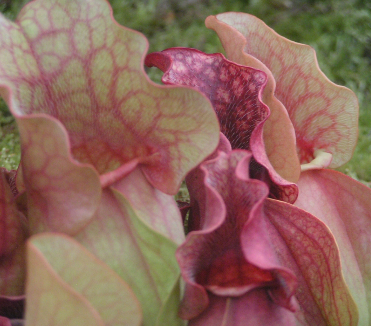 Sarracenia purpurea ssp. venosa