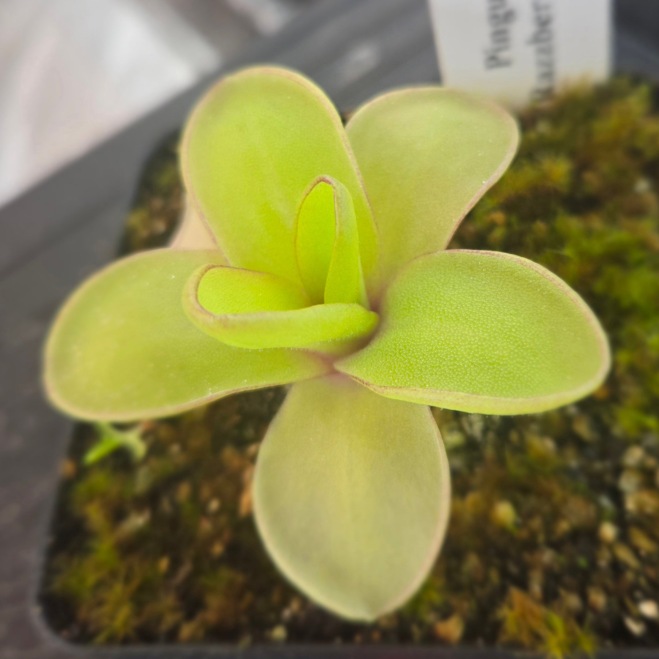 ムシトリスミレ　Pinguicula Razzberry Blonde 親株 Pinguicula 'Razzberry Blonde' – Canadian Carnivores