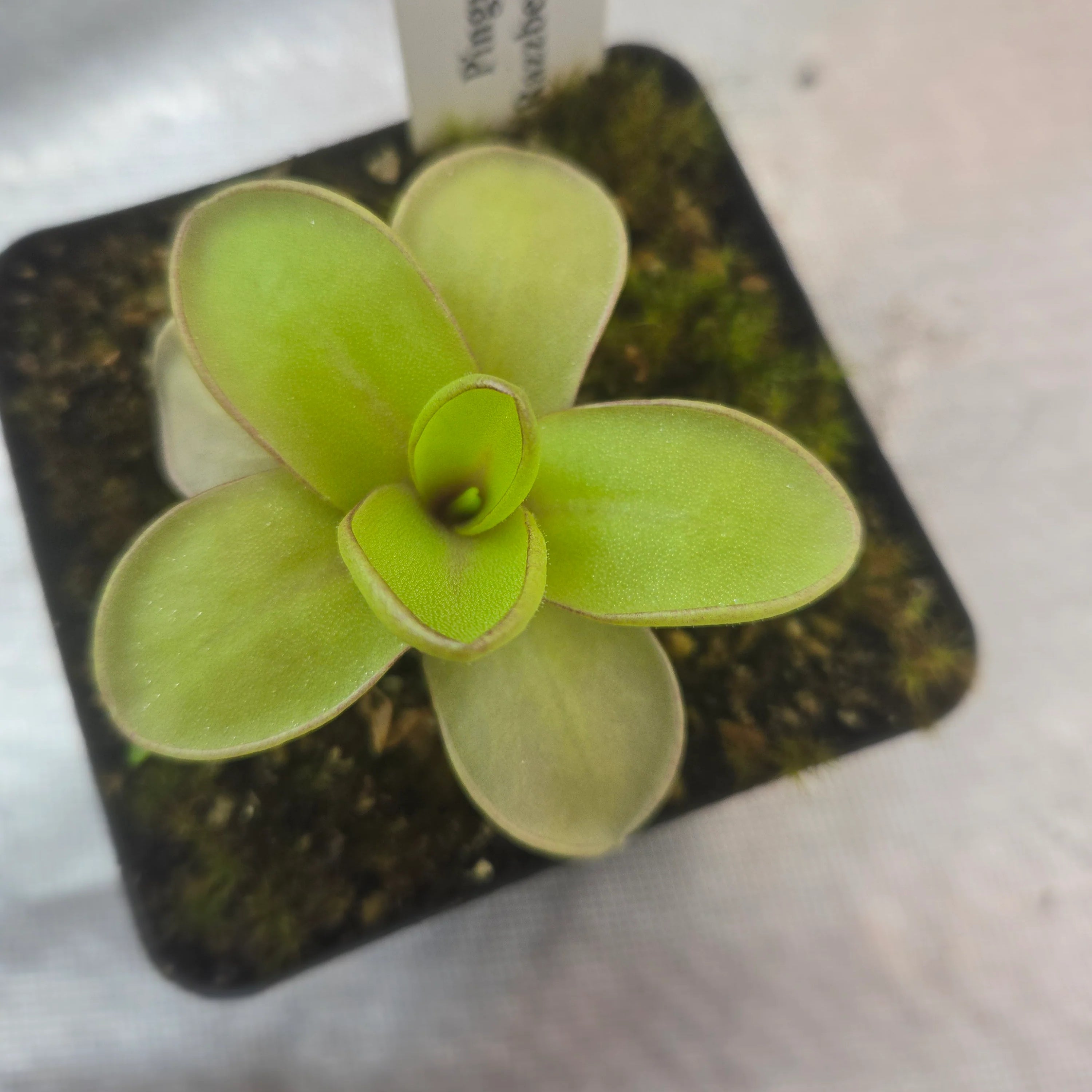 Pinguicula 'Razzberry Blonde'