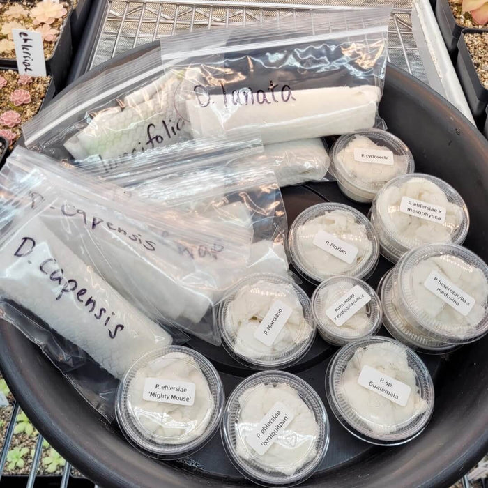 Bagged and labelled