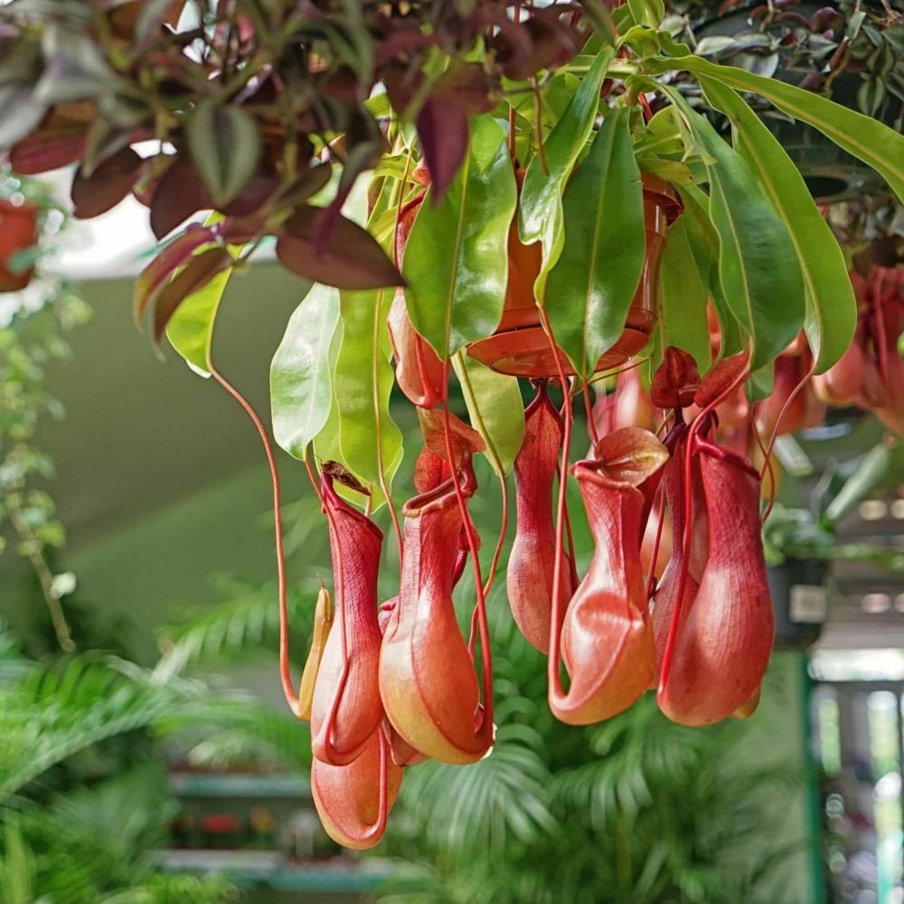 Hanging Nepenthes pitcher plant with red pitchers