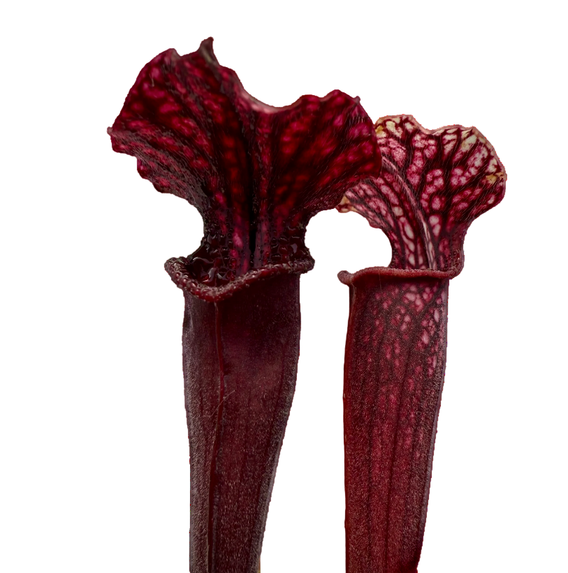 Dark red-throated pitchers of a Sarracenia alata f. red throat x leucophylla pitcher plant