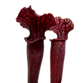 Dark red-throated pitchers of a Sarracenia alata f. red throat x leucophylla pitcher plant