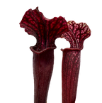 Dark red-throated pitchers of a Sarracenia alata f. red throat x leucophylla pitcher plant