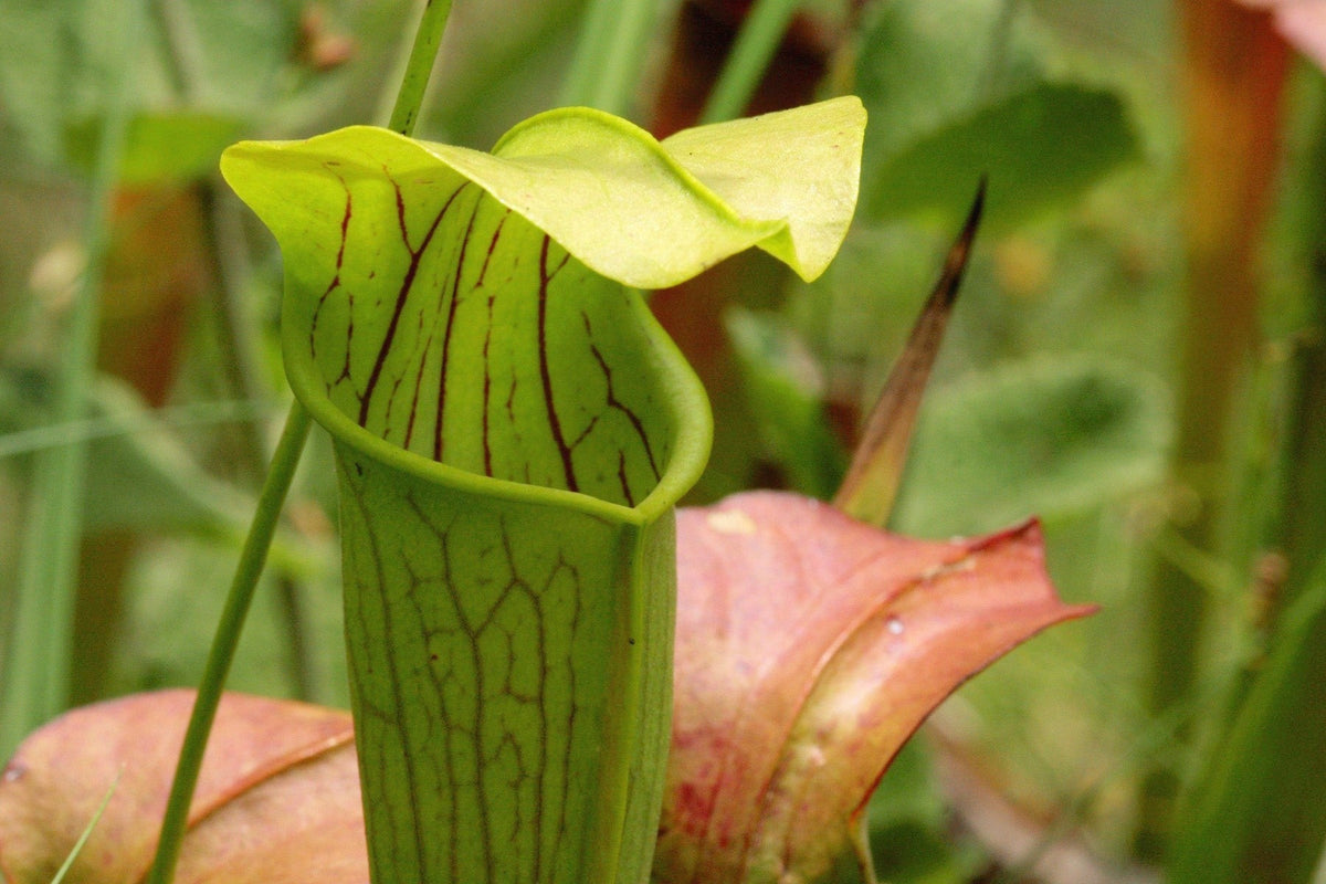 Green Sarracenia alata pitcher plant pitcher with fine dark veins growing in a bog