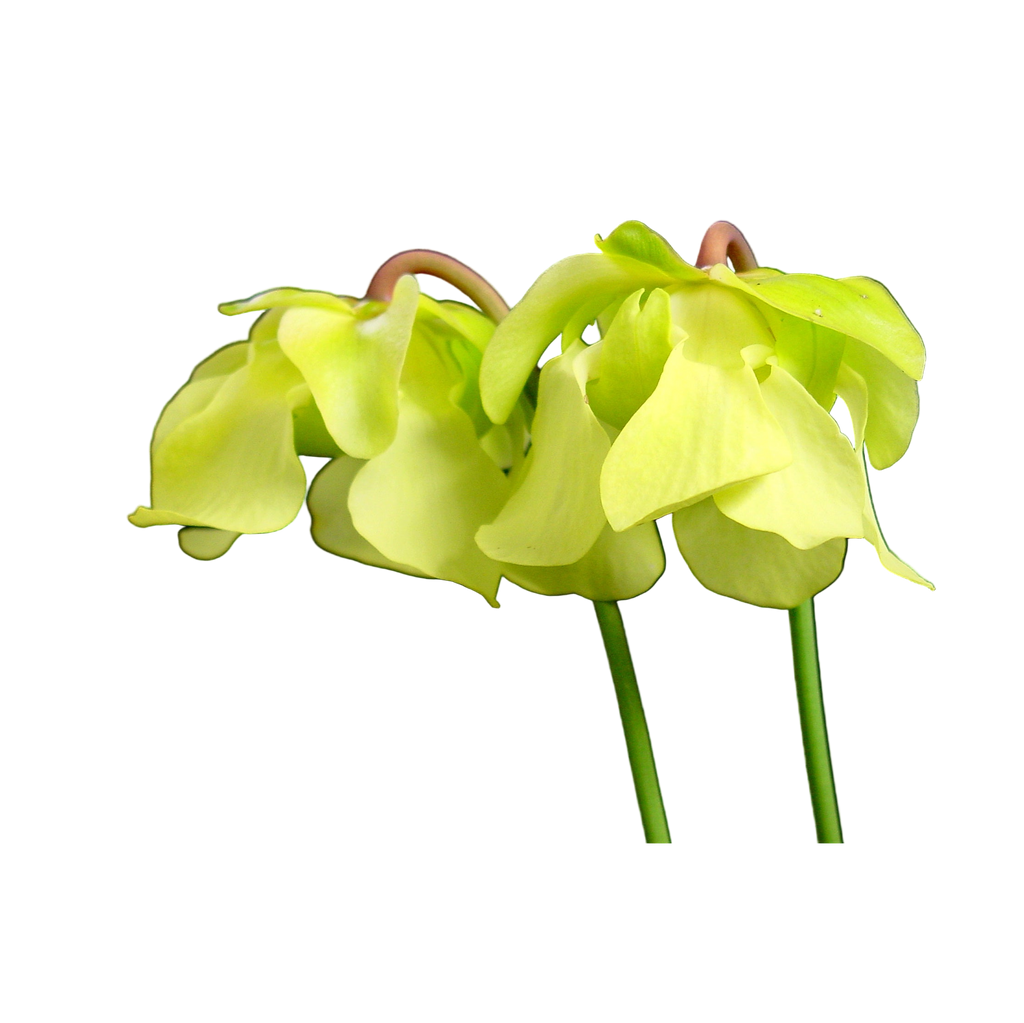 Pale creamy-yellow flowers of a Sarracenia alata pitcher plant