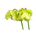 Pale creamy-yellow flowers of a Sarracenia alata pitcher plant