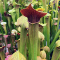 Sarracenia alata 'Red Lid' pitcher plant, a green pitcher topped with a deep red lid
