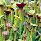 Sarracenia alata 'Red Lid' pitcher plants with tall green pitchers and dark red lids