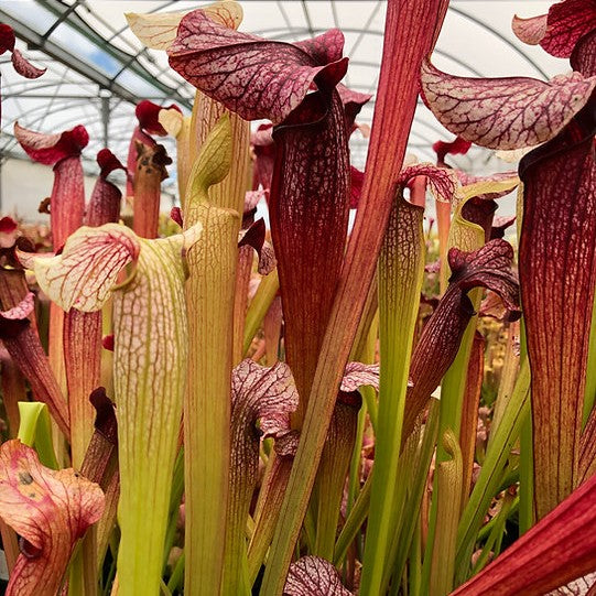 Tall Sarracenia alata f. red throat x leucophylla pitcher plants with red and white veined lids