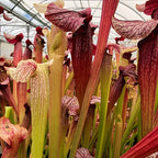 Tall Sarracenia alata f. red throat x leucophylla pitcher plants with red and white veined lids