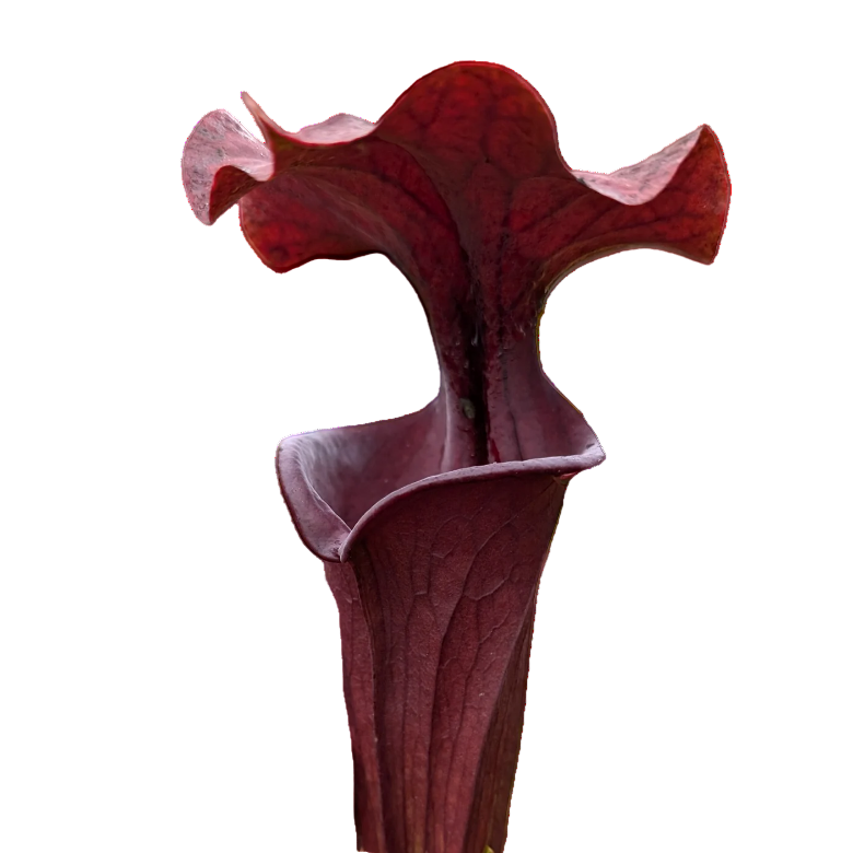 Deep red pitcher of a Sarracenia alata 'Red Tube' pitcher plant on a black background
