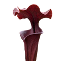 Deep red pitcher of a Sarracenia alata 'Red Tube' pitcher plant on a black background